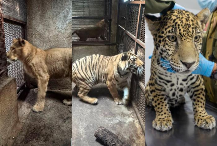 Tras meses de rehabilitación, Zoológico de Morelia entrega a los tres felinos decomisados