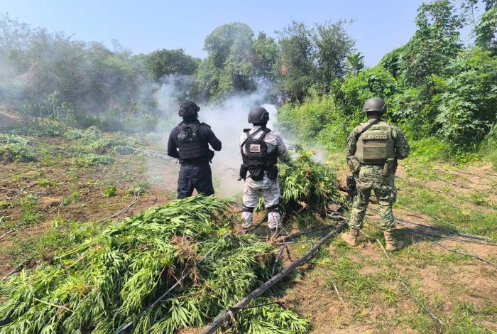Tras operativo, SSP incinera en Parácuaro plantío con 9 mil plantas de marihuana