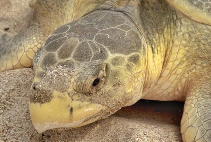 Trasladan de Inglaterra a Florida a un grupo de tortugas marinas para recuperarse el frío extremo