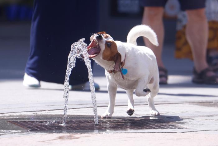 Tratar a los perros como si fueran personas, una tendencia que puede derivar en maltrato