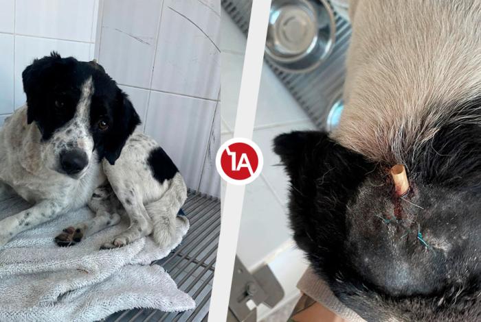 Tres años de prisión a Cecilia por crueldad animal contra Huesitos