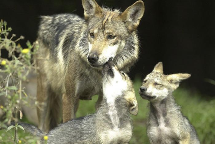 Trump busca quitar protección al lobo mexicano en Estados Unidos por conflictos con ganaderos