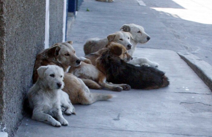 Tzintzuntzan, bajo la lupa por posible sacrificio masivo de animales