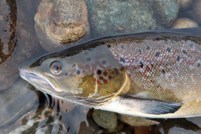 Un 24% de las especies de fauna en ecosistemas de agua dulce está en riesgo de extinción