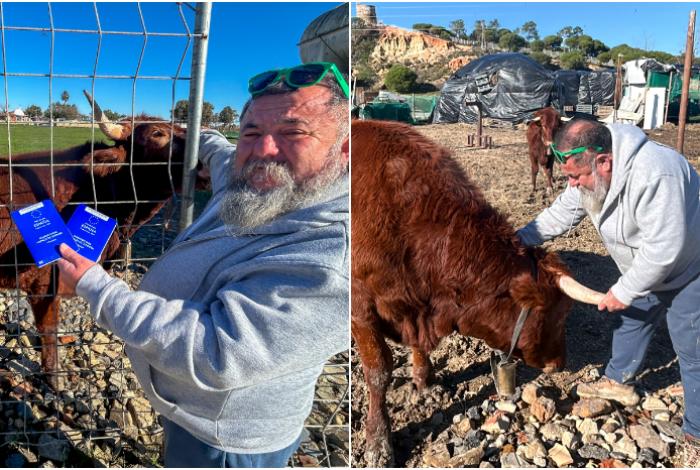 Un español convierte dos vacas en mascotas para salvarlas de ser sacrificadas