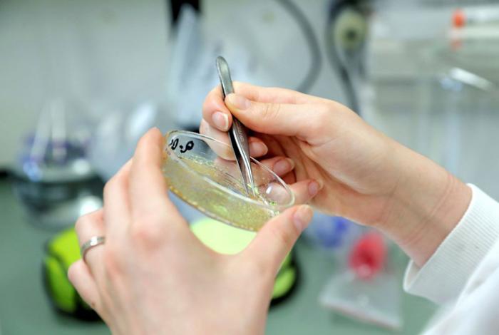 Un estudio abre la puerta a tratar la osteoporosis con un fármaco conocido contra la gota