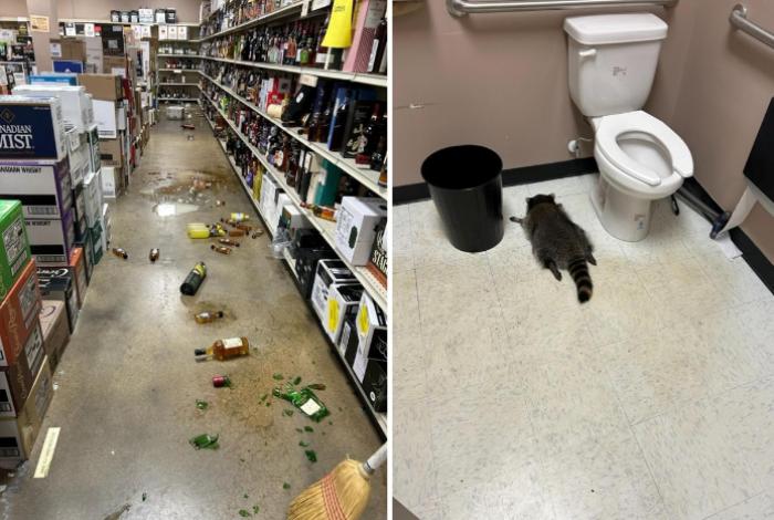Un mapache se emborracha en una tienda de licores de EUA y se desmaya en el baño