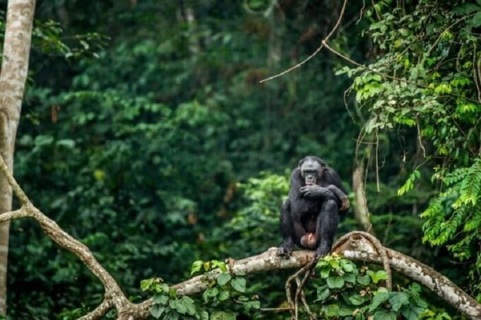 Un tesoro de biodiversidad: Descubren más de 700 nuevas especies en África central