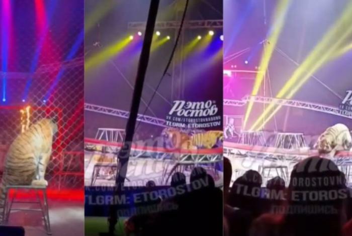 Un tigre salta hacía al público durante función de circo en Rusia