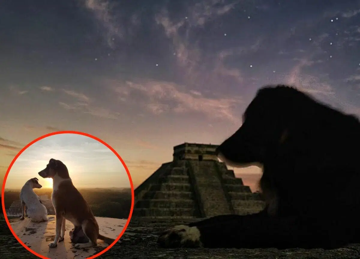 Una perrita se encontraba observando la luna en Chichén Itzá