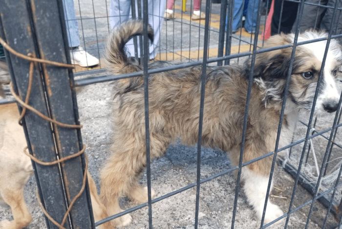 Ven a plaza Punto Ventura por tu nuevo amigo de cuatro patitas