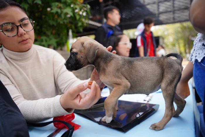 Venta irregular de animales se traslada de espacios físicos a la red