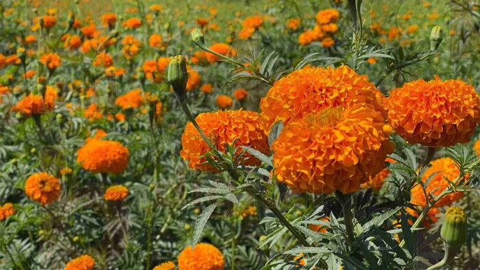 Ventas de flor de cempasúchil en maceta, afecta ingresos de productores de Cuitzeo