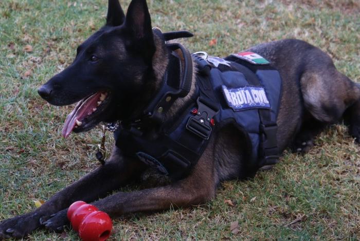 Video | Agrupamiento de Equinos y Caninos se especializa en detección de narcóticos y explosivos: SSP