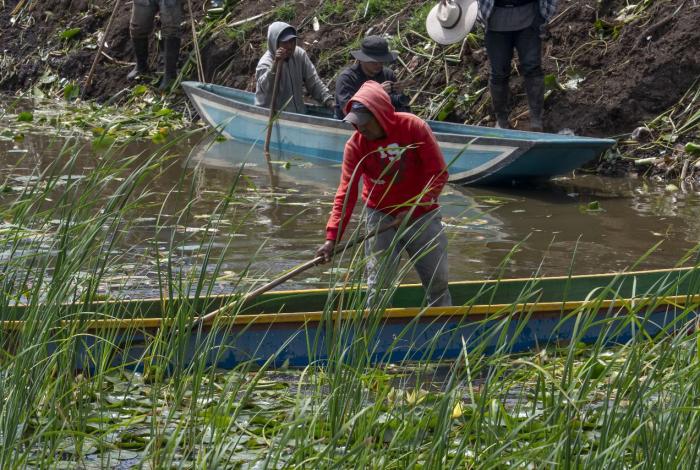 #Video | Avanza recuperación del canal de Erongarícuaro con trabajo de manos michoacanas