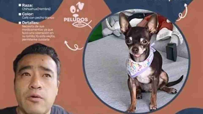 #Video: Buscan a «Choco» perrita perdida por la que darán 50 mil pesos