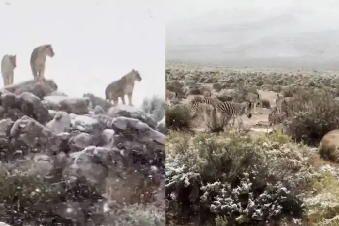 #Video: Cae nieve en Sudáfrica y alarma por cambio climático