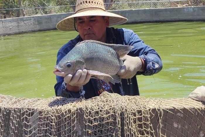 #Video | Centro de reproducción de tilapia en Michoacán produce 6 millones de crías al año