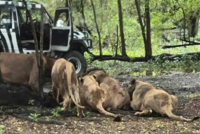 VIDEO: Cuidador de leones sufre ataque mortal en zoológico de Tailandia