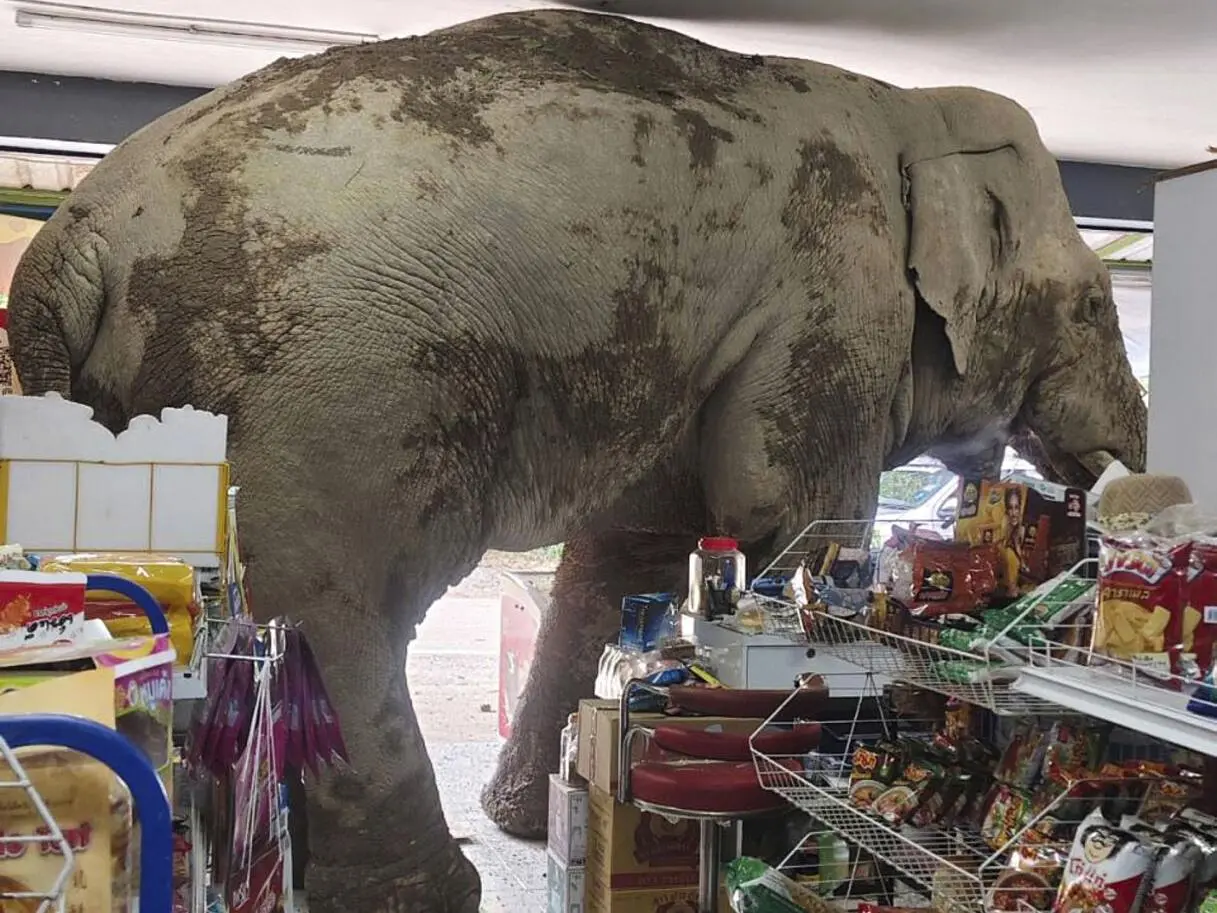 #Video: Elefante ingresa a una tienda por comida