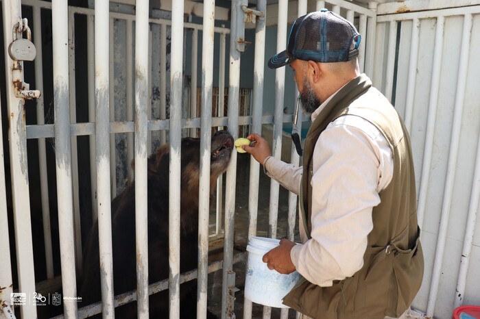 #Video | Entrena Zoológico de Morelia a osa pardo para cuidar su salud