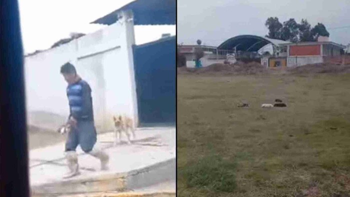 Video: Hombre lanza con una pala a unos cachorros