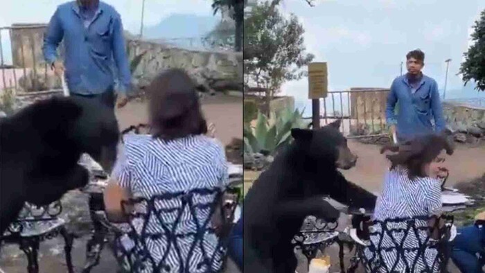 Video: Oso ataca a una mujer en restaurante de Nuevo León