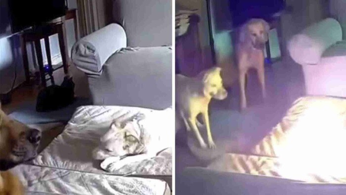 Video: Perrito causa incendio tras morder una batería de litio