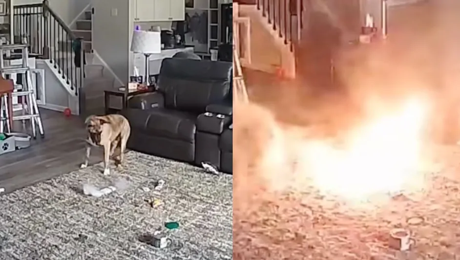 #Video: Perro ocasiona incendio en Estados Unidos