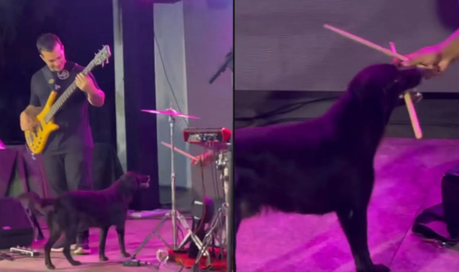 #Video: Perro quiere la baqueta de un baterista para jugar