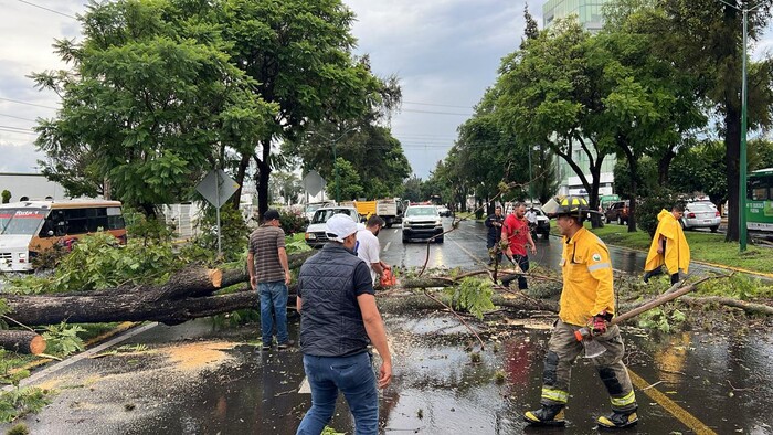 #Video | Retira en tiempo récord ayuntamiento árboles caídos por lluvias