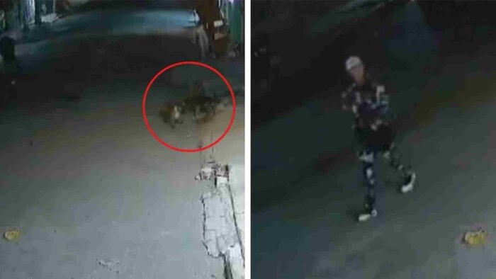 Video: Sujeto le dispara a un perrito callejero en Valle de Chalco