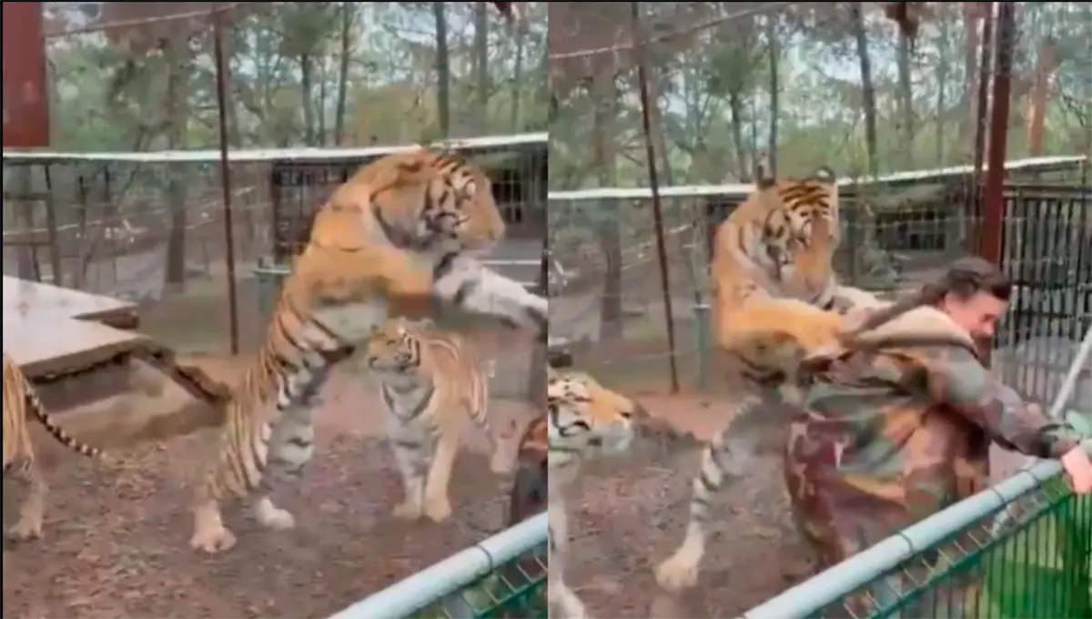 #Video: Tigre sujeta a su cuidadora en Jalisco; descartan ataque