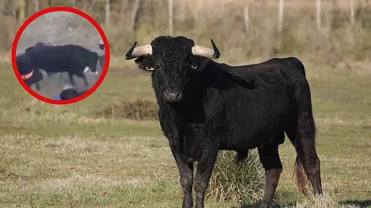 #Video: Toro se escapa durante fiesta patronal y embiste a varias personas en Perú