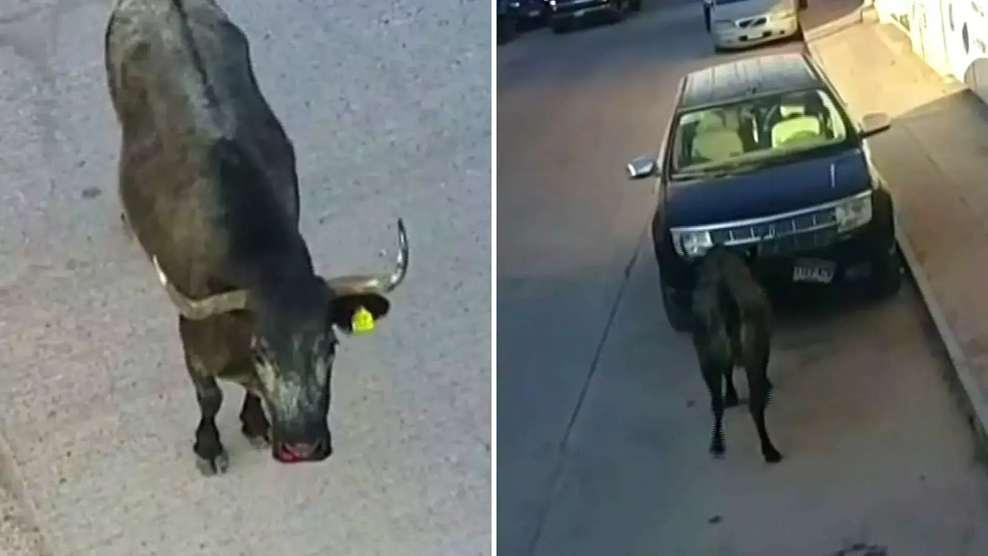 #Video: Toros causan pánico en las calles de San Felipe, Guanajuato