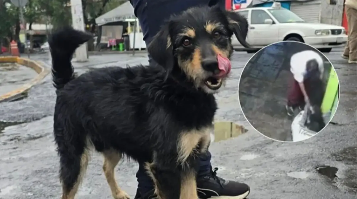 #Video: Tras sufrir un robo, perrito es adoptado