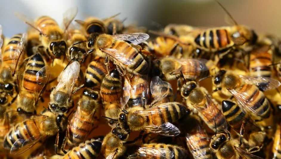 #Video: Vuelo se ve interrumpido por invasión de abejas en la turbina