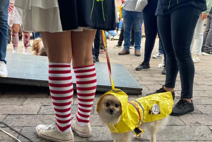 Vuelve la Pasarela del Perror, por cuarto año consecutivo