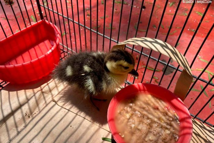 Ya devolvieron el patito sustraído del Zoológico de Morelia; autoridades llaman a respetar la fauna silvestre