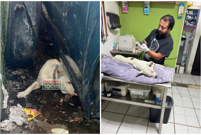 Ya se recupera el perro que fue agredido por elemento de la Policía Auxiliar en Morelia