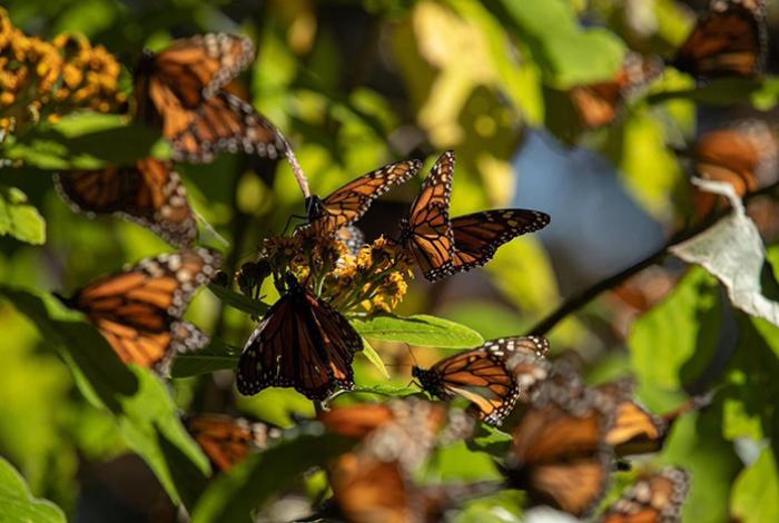 Ya viene la Monarca: patrimonio natural de la humanidad que cautiva en Michoacán