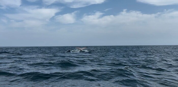 ¿Ya viste? llegaron ballenas a costas de Michoacán