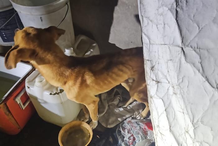 Zitácuaro: En cateo, rescatan a dos perros víctimas de maltrato