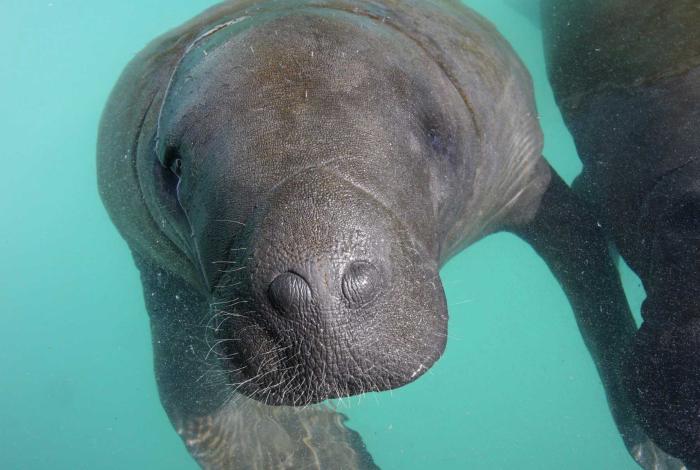 Zoo de Morelia busca participar en proyecto para rescatar al manatí