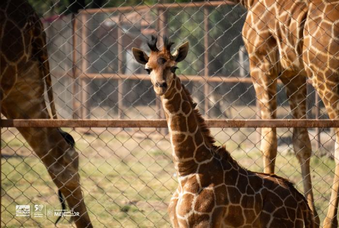 Zoo de Morelia cerrará el año con más de un millón de visitantes