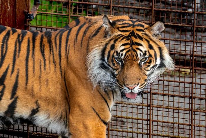 Zoológico de Aalborg solicita mascotas para alimentar depredadores