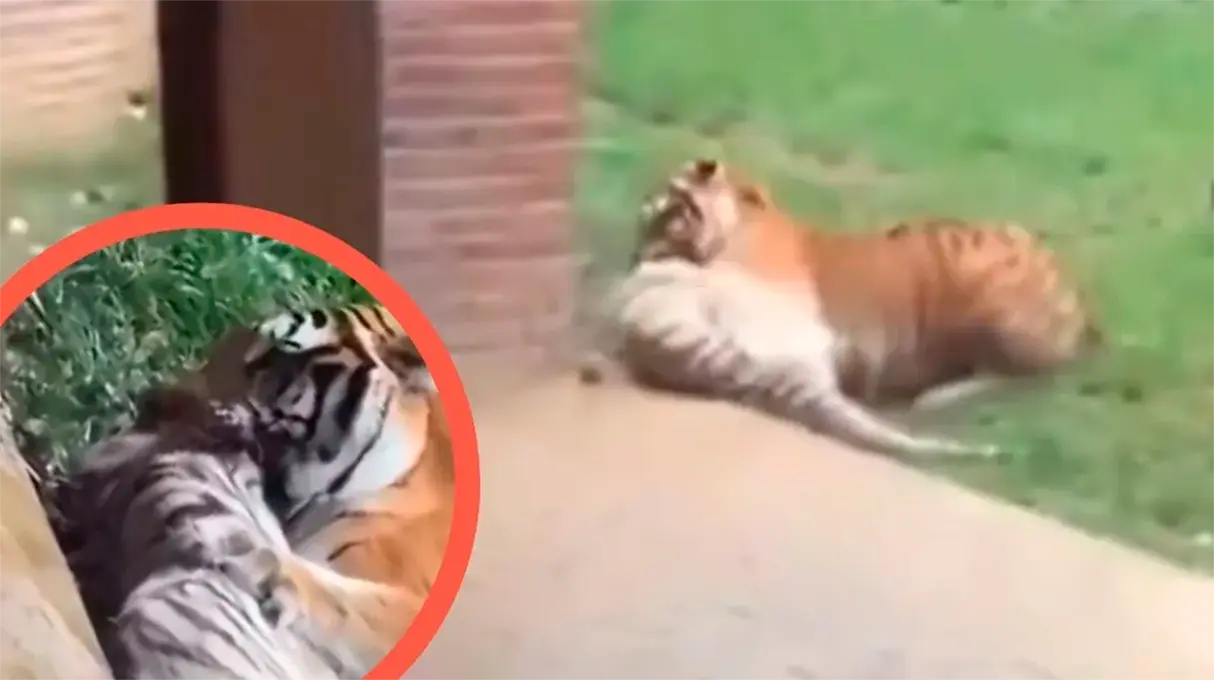 Zoológico de Cali de luto: muere la tigresa Indira tras un incidente con otro ejemplar