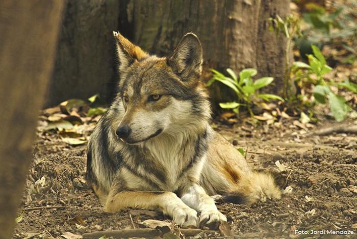 Zoológico de Morelia anuncia carrera nocturna por el lobo mexicano