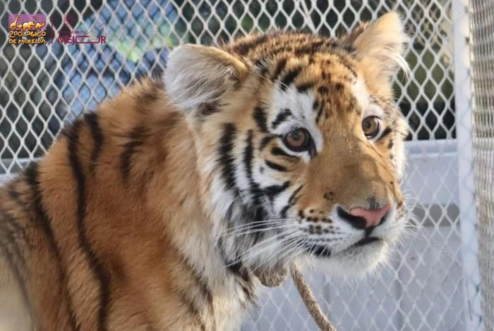 Zoológico de Morelia ha recibido más de 450 animales rescatados en la presente administración
