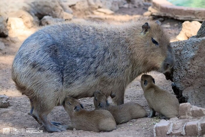 Zoológico de Morelia mantendrá precios en 2025